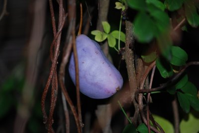 Akebia quinata - akébie pětičetná -plod
